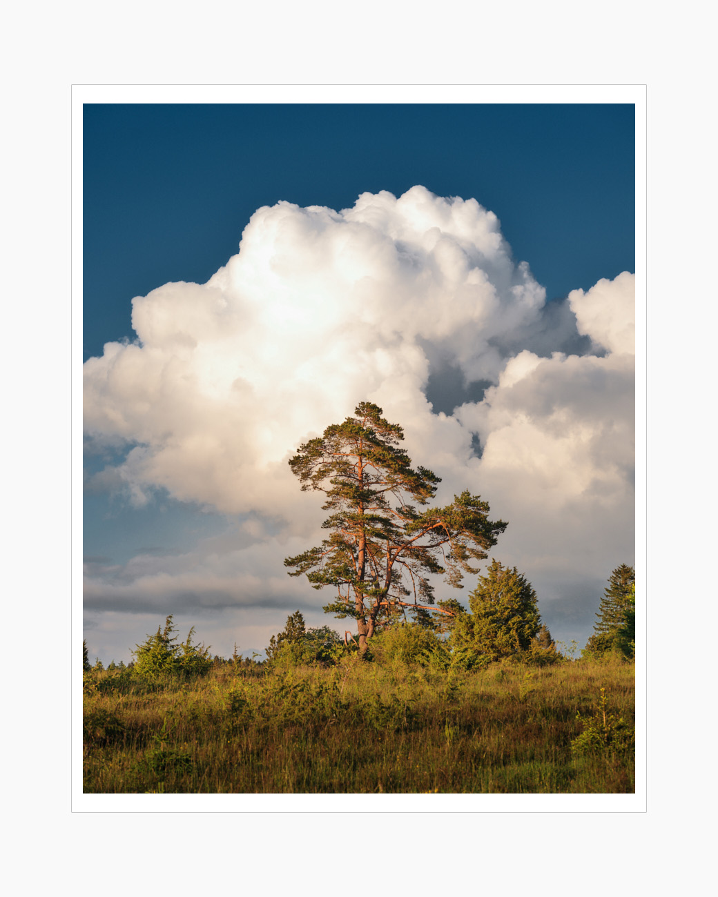 Max Schiefele Alle Bilder  DSF9142